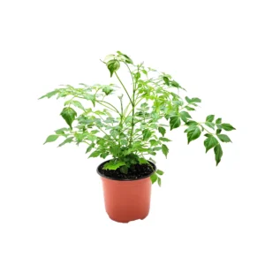 China Doll Live Plant – Radermachera sinica Houseplant – 6" Pot – Indoor Foliage Tree - Image 2