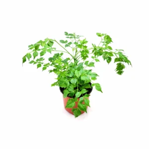 China Doll Live Plant – Radermachera sinica Houseplant – 6