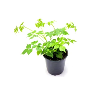 China Doll Live Plant – Radermachera sinica Houseplant – 3.5” Pot – Indoor Tree - Image 3