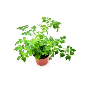 China Doll Live Plant – Radermachera sinica Houseplant – 6
