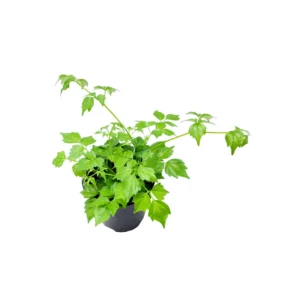 China Doll Live Plant – Radermachera sinica Houseplant – 3.5” Pot – Indoor Tree - Image 5
