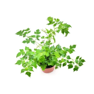 China Doll Live Plant – Radermachera sinica Houseplant – 6