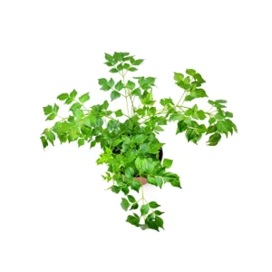 China Doll Live Plant – Radermachera sinica Houseplant – 6