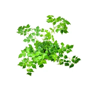 China Doll Live Plant – Radermachera sinica Houseplant – 6