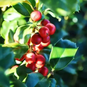 China Girl Holly Live Plant - 6-12" Seedling - Quart Pot - Outdoor Shrub - Image 1