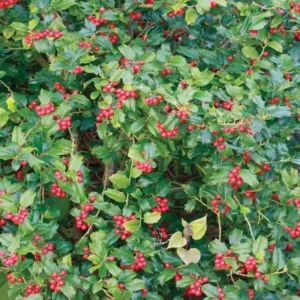 China Girl Holly Live Plant - 6-12