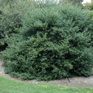 China Girl Holly Live Plant - 6-12