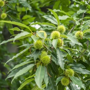 Chinese Chestnut Live Plant – Quart Pot – Nut Producing Tree – Outdoor - Image 1