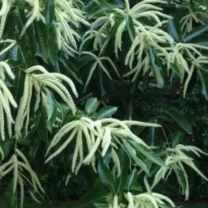 Chinese Chestnut Live Plant – Quart Pot – Nut Producing Tree – Outdoor - Image 10