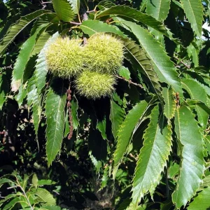 Chinese Chestnut Live Plant – Quart Pot – Nut Producing Tree – Outdoor - Image 2