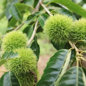 Chinese Chestnut Live Plant – Quart Pot – Nut Producing Tree – Outdoor - Image 3