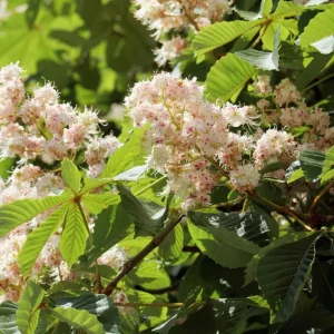 Chinese Chestnut Live Plant – Quart Pot – Nut Producing Tree – Outdoor - Image 4