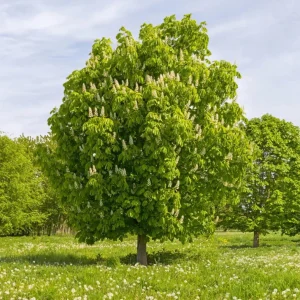 Chinese Chestnut Live Plant – Quart Pot – Nut Producing Tree – Outdoor - Image 5