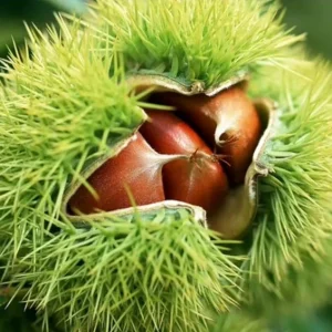 Chinese Chestnut Live Plant – Quart Pot – Nut Producing Tree – Outdoor - Image 6