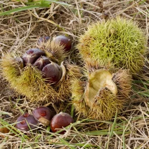 Chinese Chestnut Live Plant – Quart Pot – Nut Producing Tree – Outdoor - Image 7