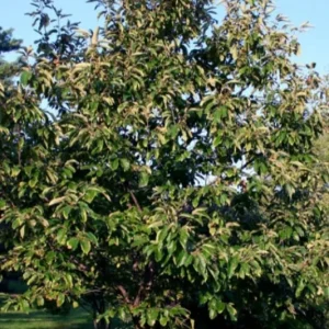 Chinese Chestnut Live Plant – Quart Pot – Nut Producing Tree – Outdoor - Image 9