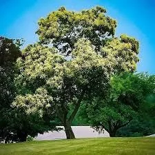 Chinese Chestnut Tree Live Plant - Castanea mollissima - 1 Gallon Pot - USDA Zones 4-8 - Image 2