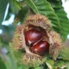 Chinese Chestnut Tree Live Plant - Seedling, Up to 2 ft Tall, Outdoor - Image 1