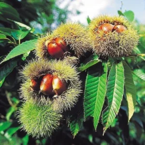 Chinese Chestnut Tree – Quart Pot Live Plant – Edible Nuts – USDA Zones 4-8 - Image 1