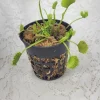 Chinese Dumpling Venus Flytrap Live Carnivorous Plant - Adult Size, 3 inch pot - Indoor/Outdoor - Image 1