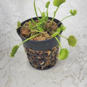 Chinese Dumpling Venus Flytrap Live Carnivorous Plant - Adult Size, 3 inch pot - Indoor/Outdoor - Image 1