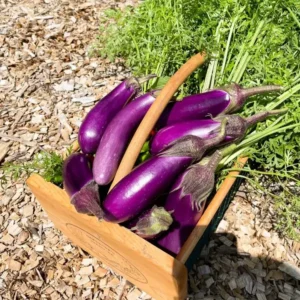 Chinese Eggplant Live Plant - 8in Tall, 4in Pot - Vegetable Garden - Image 3