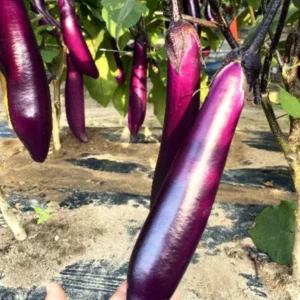 Chinese Eggplant Live Plant - 8in Tall, 4in Pot - Vegetable Garden - Image 1