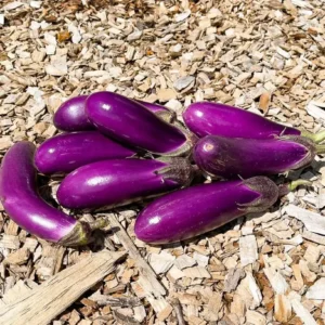 Chinese Eggplant Live Plant - 8in Tall, 4in Pot - Vegetable Garden - Image 4