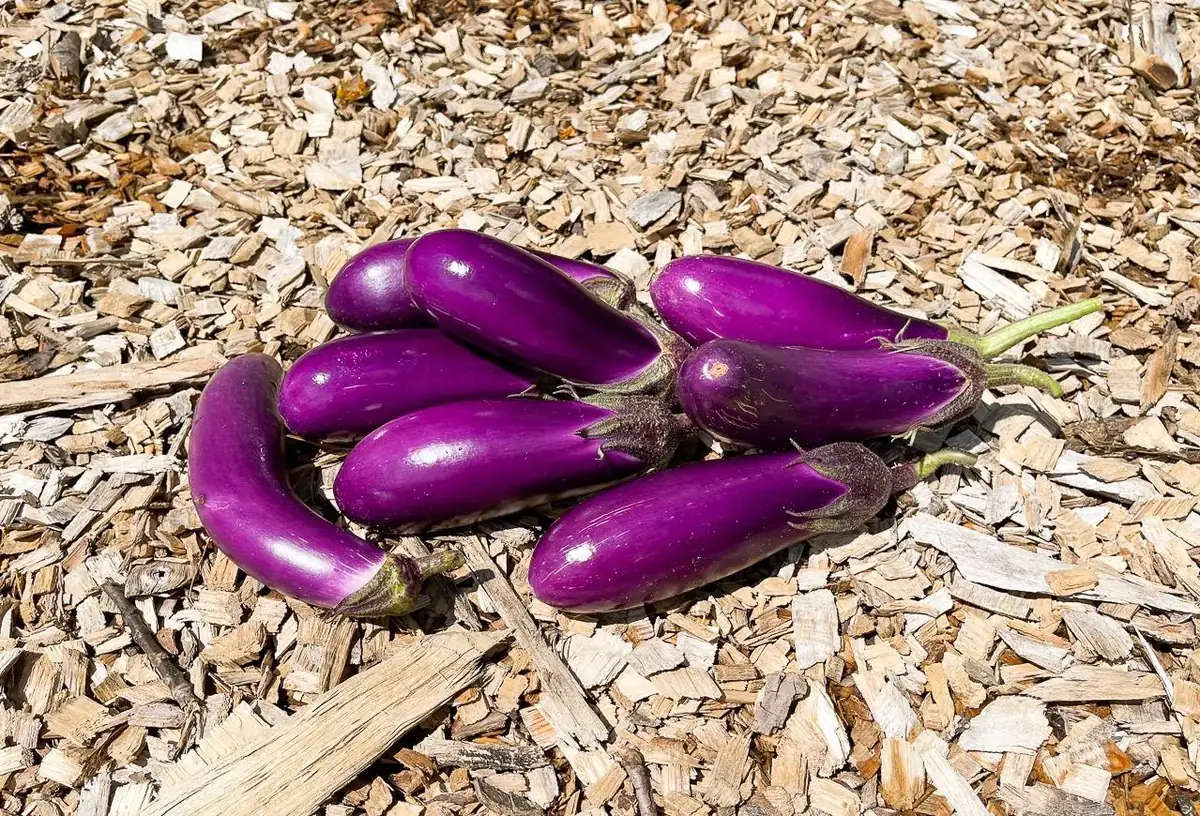 Chinese Eggplant Live Plant - 8in Tall, 4in Pot - Vegetable Garden - Image 4