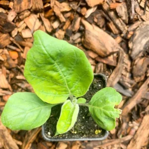 Chinese Eggplant Live Plant - 8in Tall, 4in Pot - Vegetable Garden - Image 6