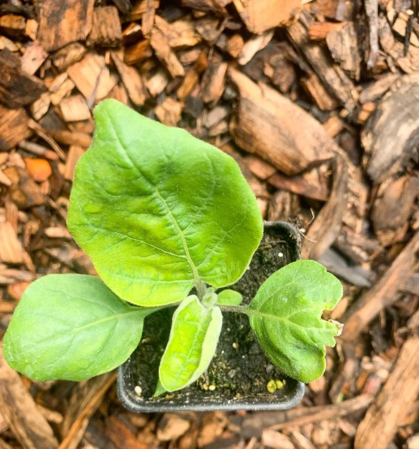 Chinese Eggplant Live Plant - 8in Tall, 4in Pot - Vegetable Garden - Image 6