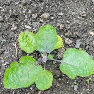 Chinese Eggplant Live Plant - 8in Tall, 4in Pot - Vegetable Garden - Image 7