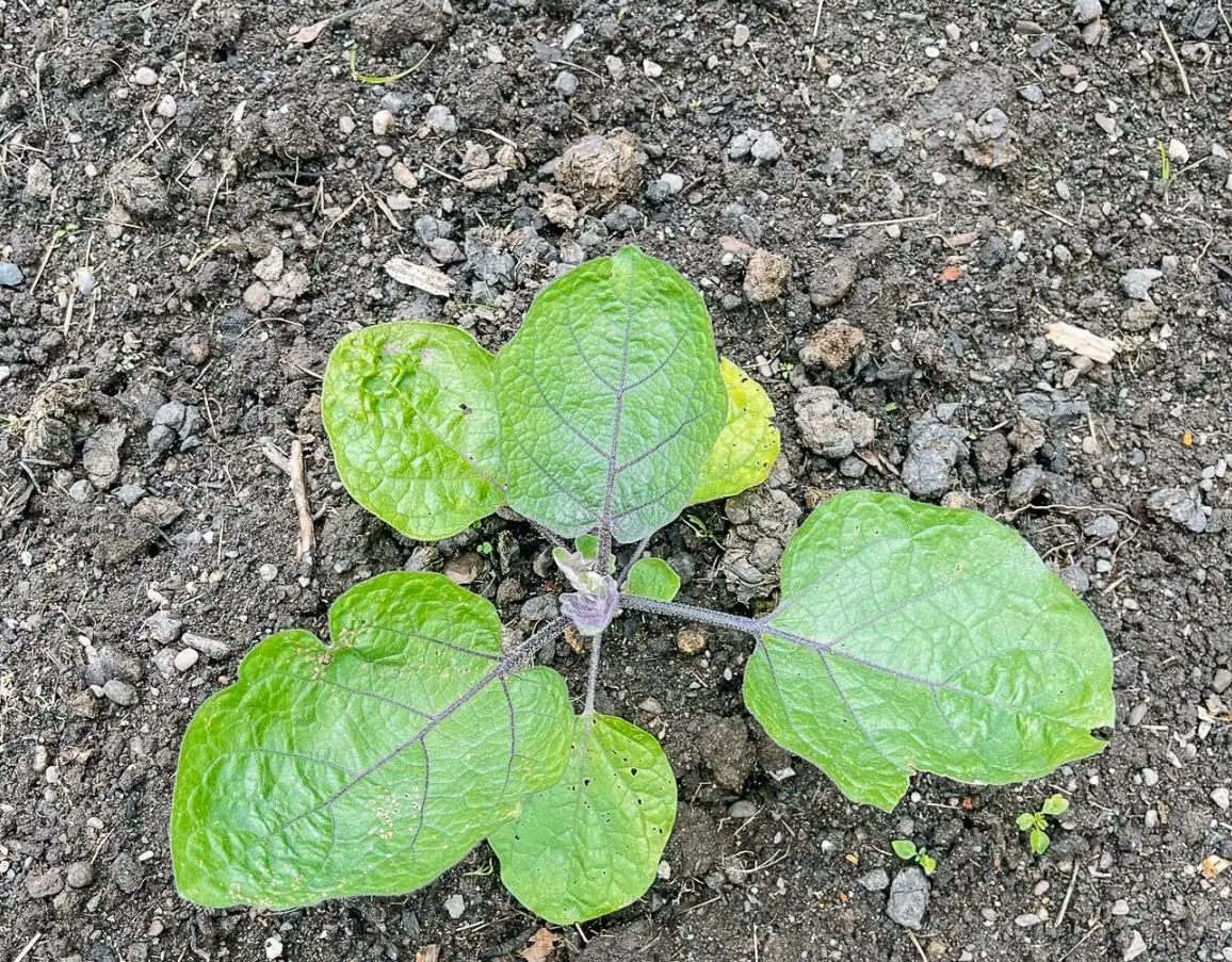 Chinese Eggplant Live Plant - 8in Tall, 4in Pot - Vegetable Garden - Image 7