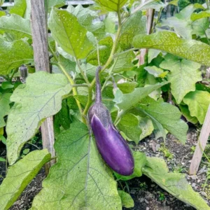 Chinese Eggplant Live Plant - 8in Tall, 4in Pot - Vegetable Garden - Image 8