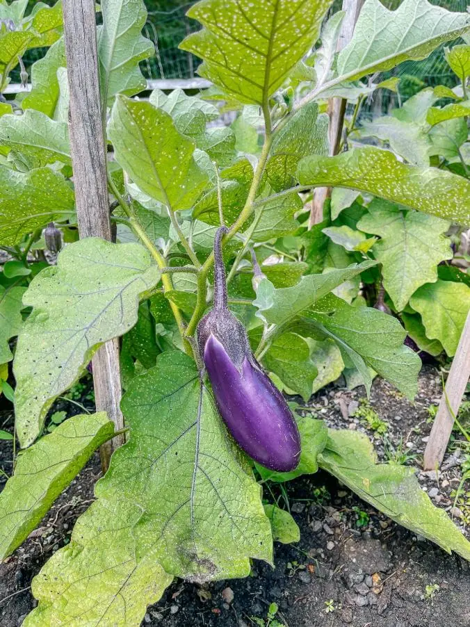 Chinese Eggplant Live Plant - 8in Tall, 4in Pot - Vegetable Garden - Image 8