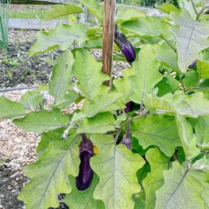Chinese Eggplant Live Plant - 8in Tall, 4in Pot - Vegetable Garden - Image 9