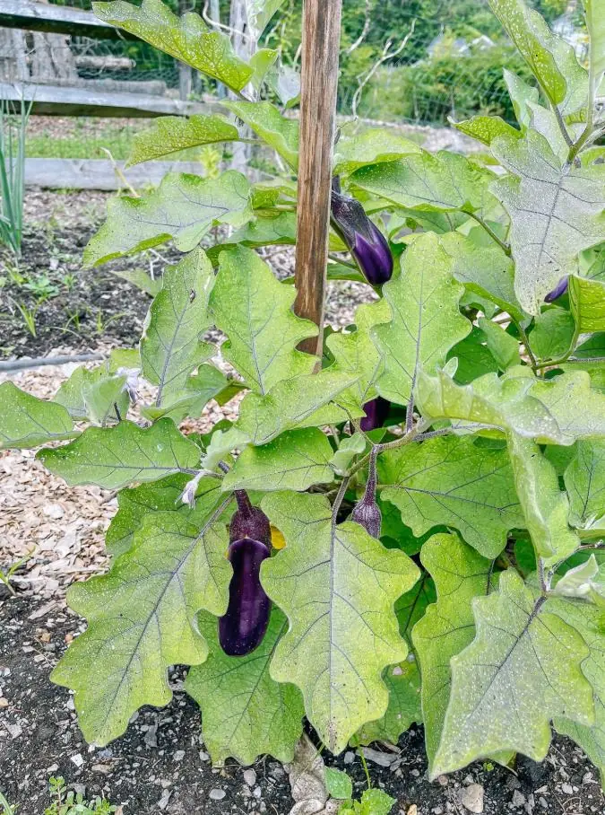 Chinese Eggplant Live Plant - 8in Tall, 4in Pot - Vegetable Garden - Image 9