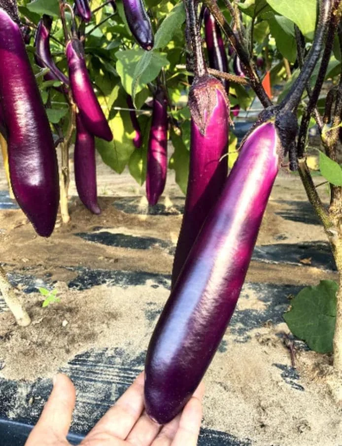 Chinese Eggplant Live Plant - 8in Tall, 4in Pot - Vegetable Garden - Image 1