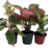 Chinese Evergreen Assortment Live Plants - 3 Plants in 4 inch Pots - Indoor Tropical Foliage - Image 1