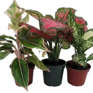 Chinese Evergreen Assortment Live Plants - 3 Plants in 4 inch Pots - Indoor Tropical Foliage - Image 1
