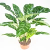 Chinese Evergreen Live Plant - Aglaonema - 6 inch Pot - Indoor Foliage - Image 1