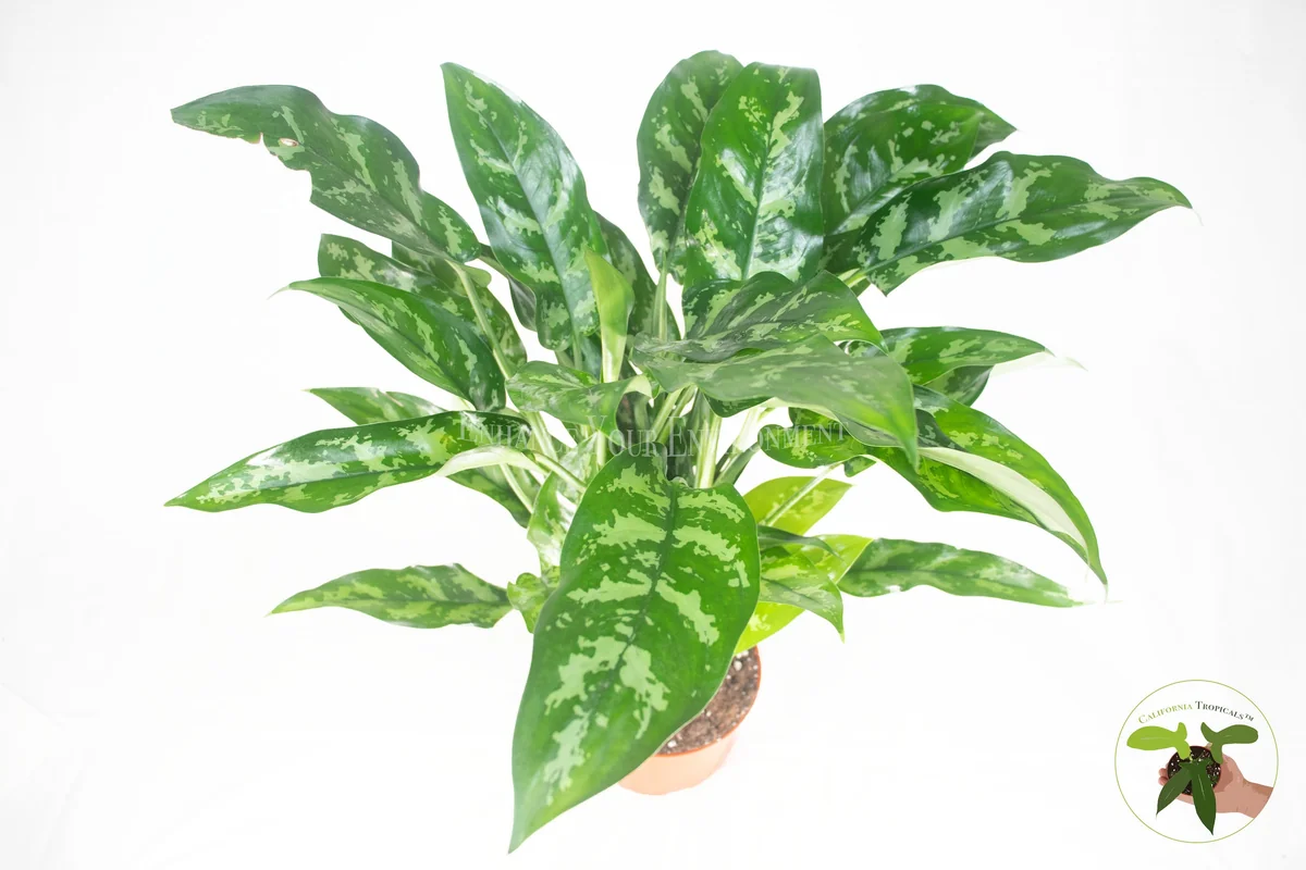 Chinese Evergreen Live Plant - Aglaonema - 6 inch Pot - Indoor Foliage - Image 2