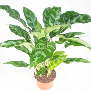 Chinese Evergreen Live Plant - Aglaonema - 6 inch Pot - Indoor Foliage - Image 1