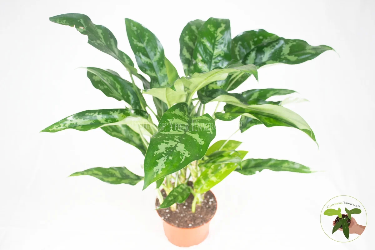 Chinese Evergreen Live Plant - Aglaonema - 6 inch Pot - Indoor Foliage - Image 1