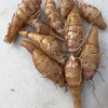 Chinese Long Sunchoke Tubers - Jerusalem Artichoke for Planting or Eating - Image 1