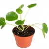 Chinese Money Plant Live Houseplant – Pilea Peperomioides – 4 inch Pot – Indoor - Image 1