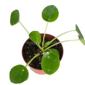 Chinese Money Plant Live Houseplant – Pilea Peperomioides – 4 inch Pot – Indoor - Image 2