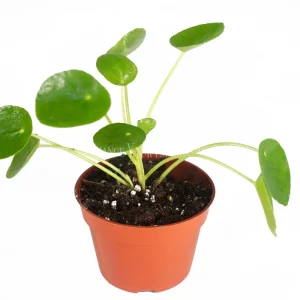 Chinese Money Plant Live Houseplant – Pilea Peperomioides – 4 inch Pot – Indoor - Image 1