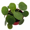 Chinese Money Plant Live Plant - Pilea peperomioides - 2.5" Pot - Indoor - Image 1