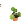 Chinese Money Plant Live Plant - Pilea Peperomioides - 3 Inch Pot - Indoor - Image 1